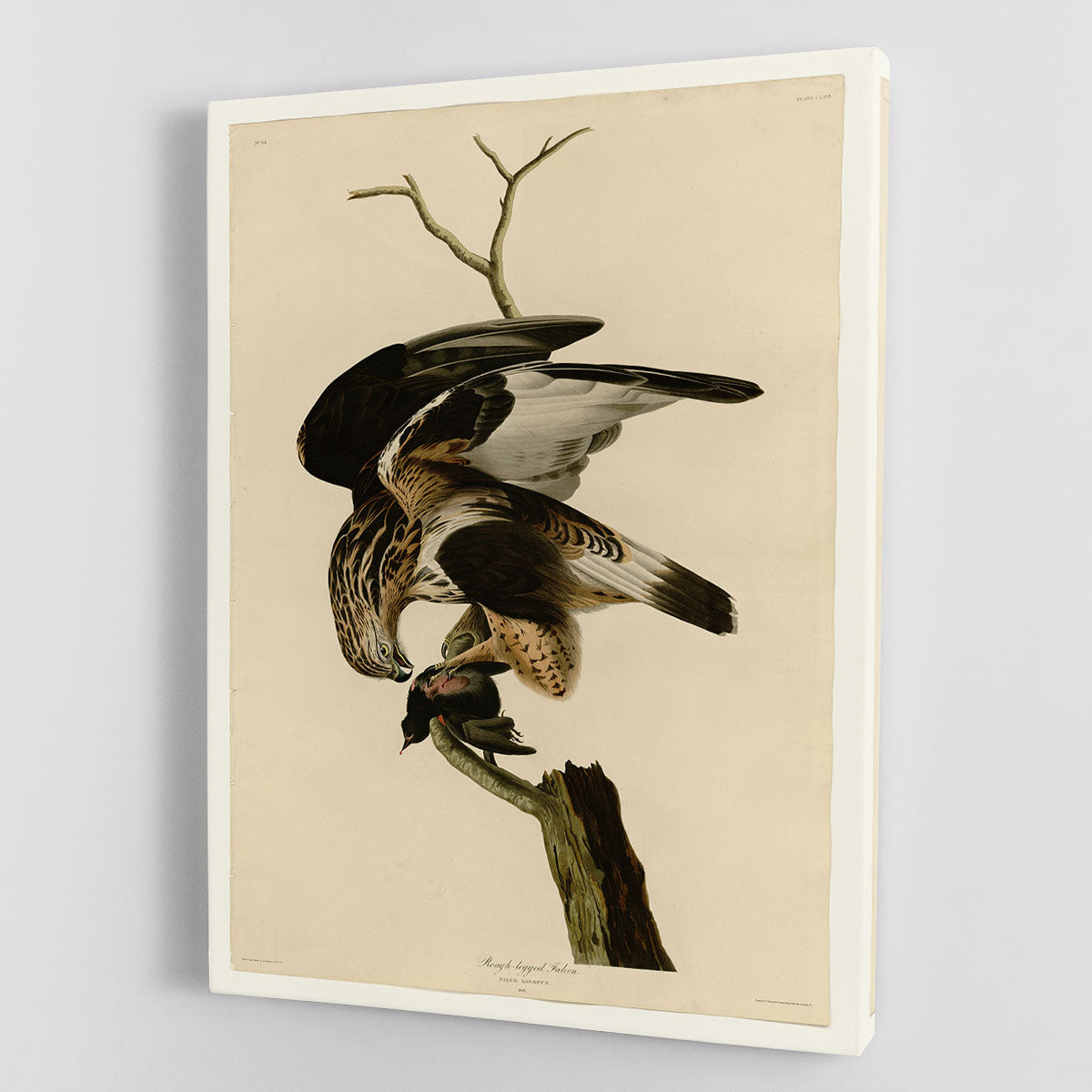 Rough legged Falcon by Audubon Canvas Print or Poster - Canvas Art Rocks - 1