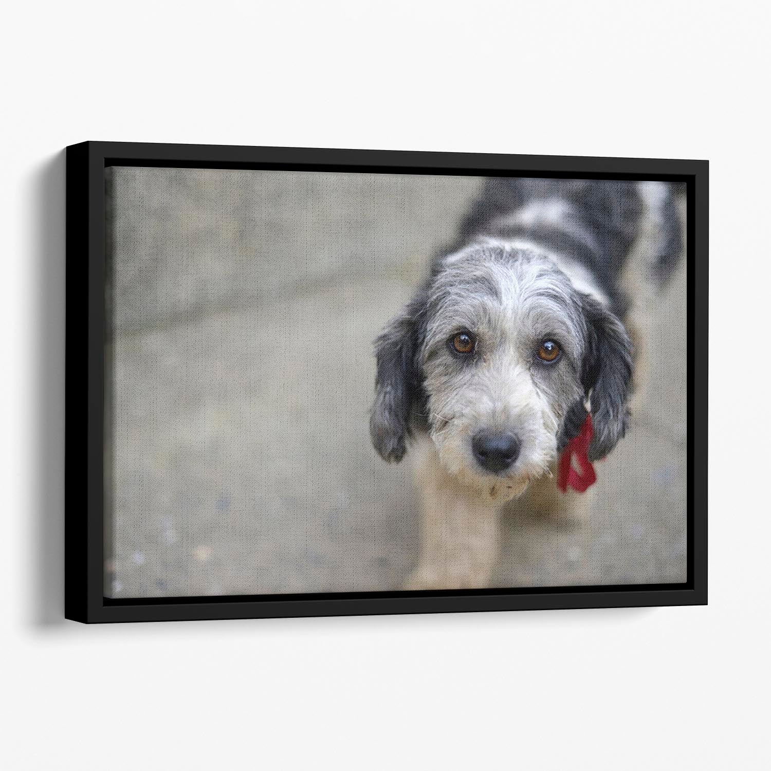 Sad look of a cute stray dog Floating Framed Canvas - Canvas Art Rocks - 1