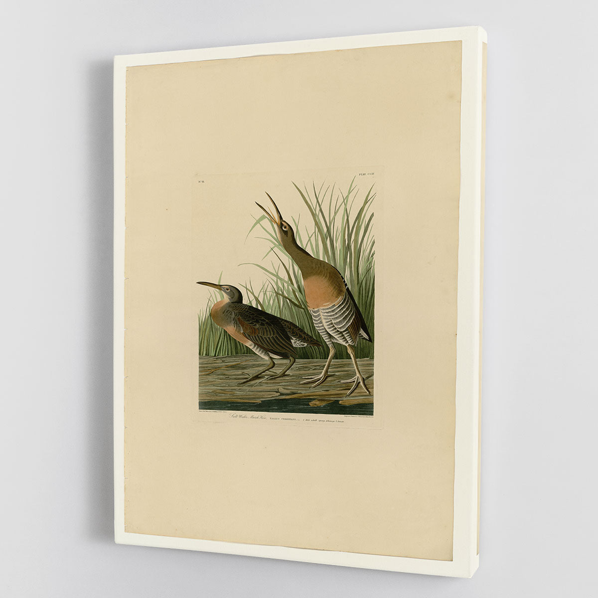Salt Water Marsh Hen by Audubon Canvas Print or Poster - Canvas Art Rocks - 1
