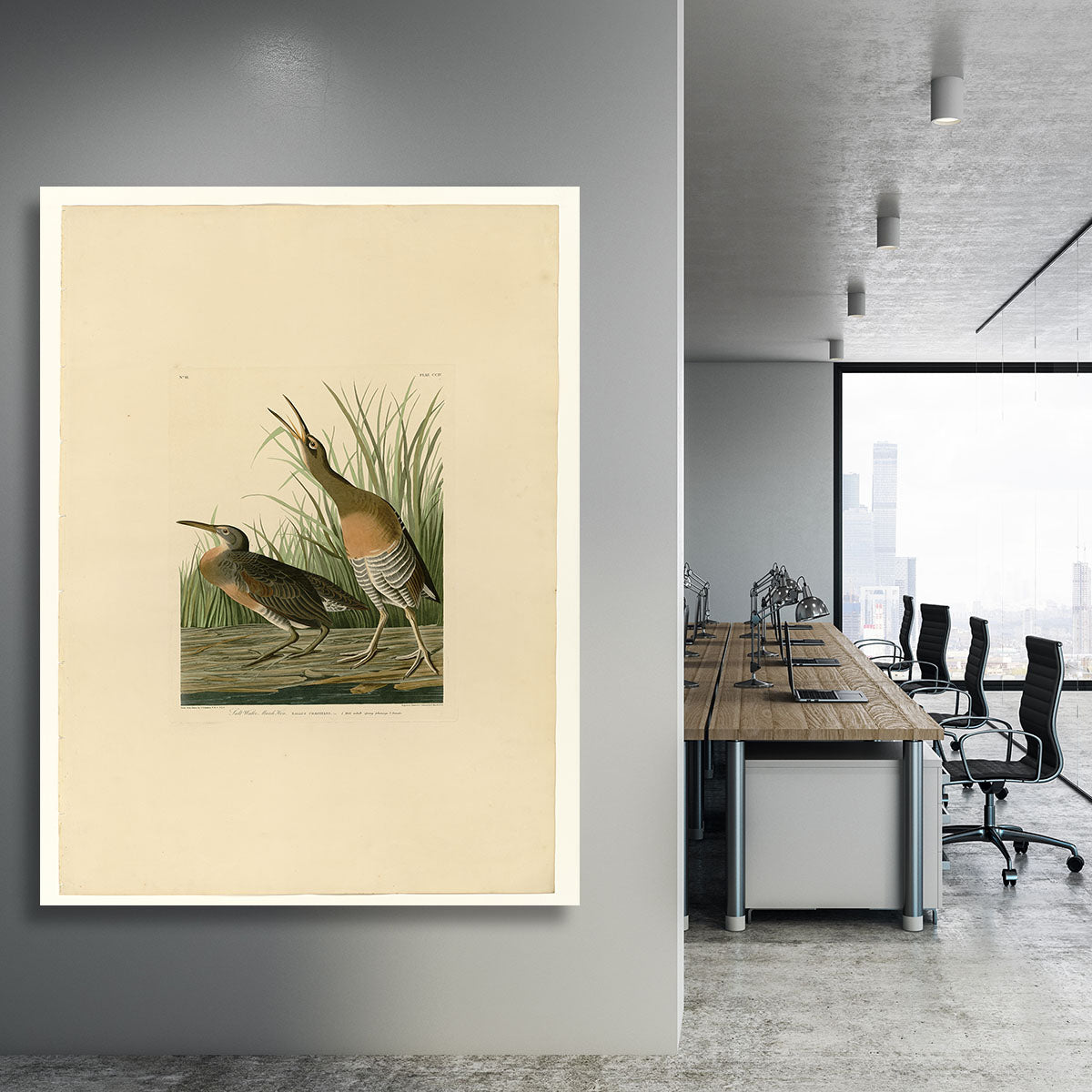 Salt Water Marsh Hen by Audubon Canvas Print or Poster - Canvas Art Rocks - 3