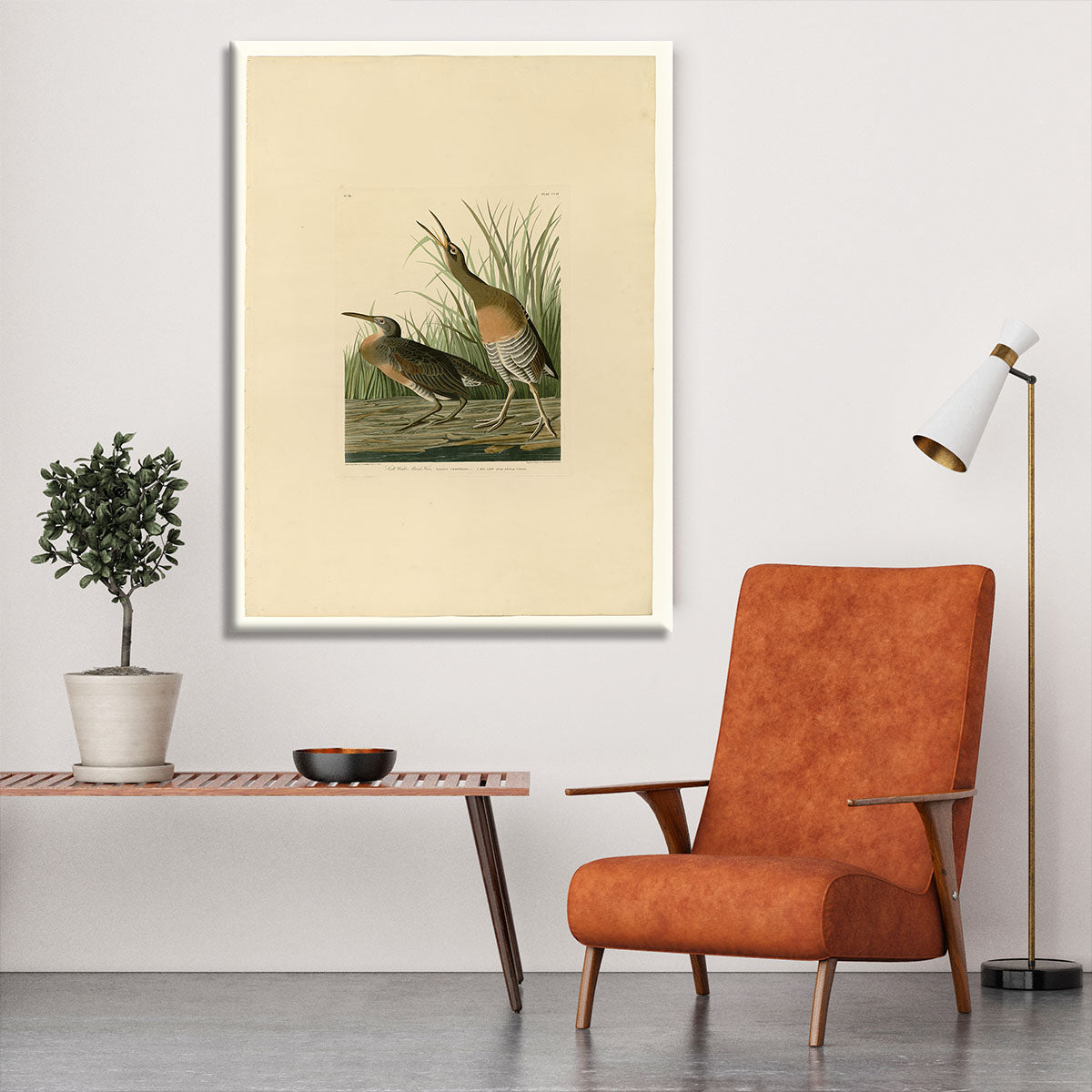 Salt Water Marsh Hen by Audubon Canvas Print or Poster - Canvas Art Rocks - 6