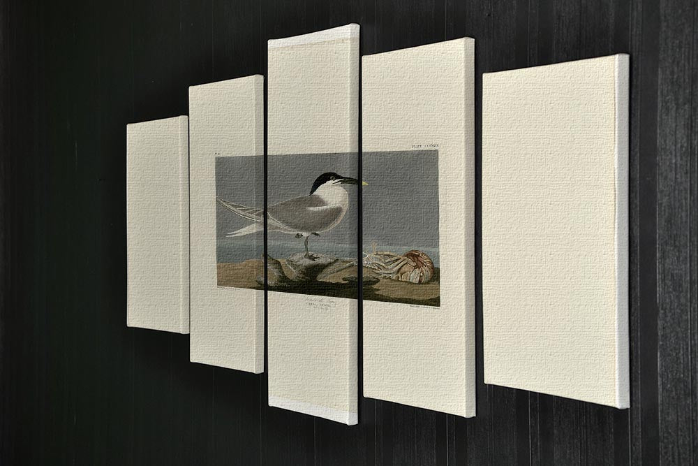 Sandwich Tern by Audubon 5 Split Panel Canvas - Canvas Art Rocks - 2