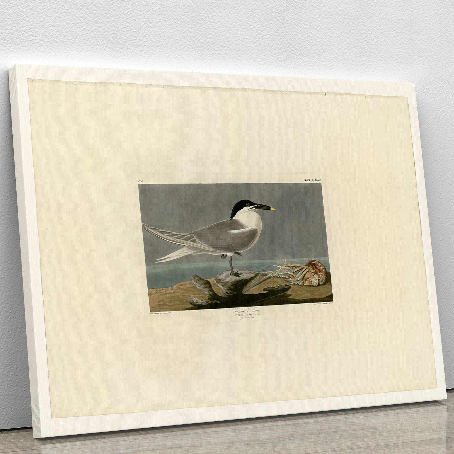 Sandwich Tern by Audubon Canvas Print or Poster - Canvas Art Rocks - 1