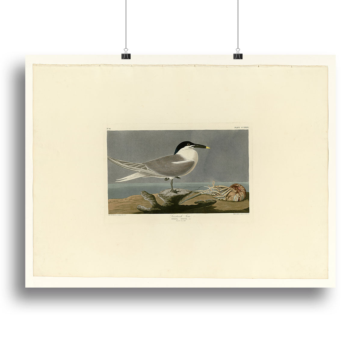 Sandwich Tern by Audubon Canvas Print or Poster - Canvas Art Rocks - 2