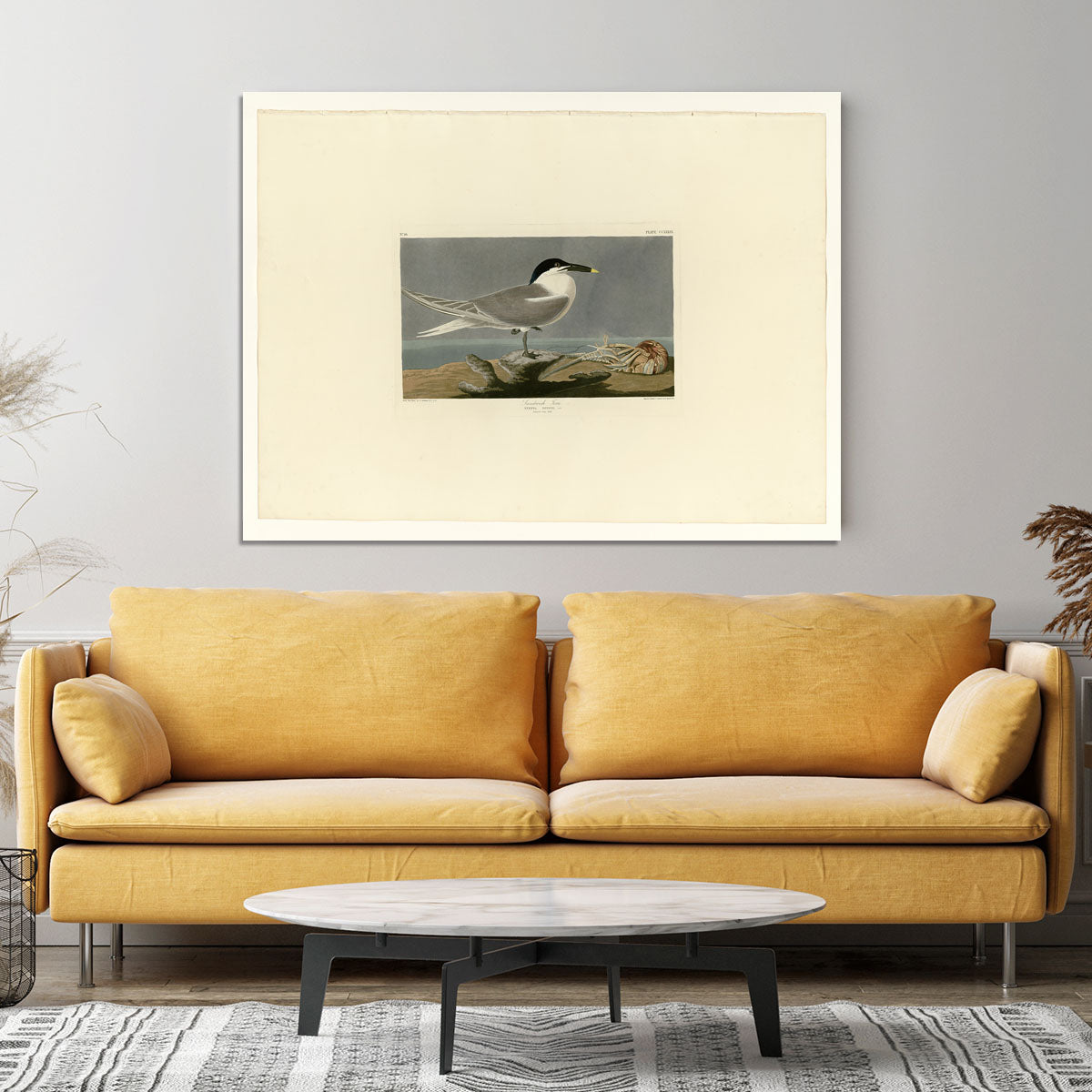 Sandwich Tern by Audubon Canvas Print or Poster - Canvas Art Rocks - 4