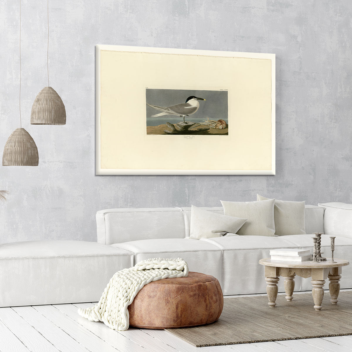 Sandwich Tern by Audubon Canvas Print or Poster - Canvas Art Rocks - 6