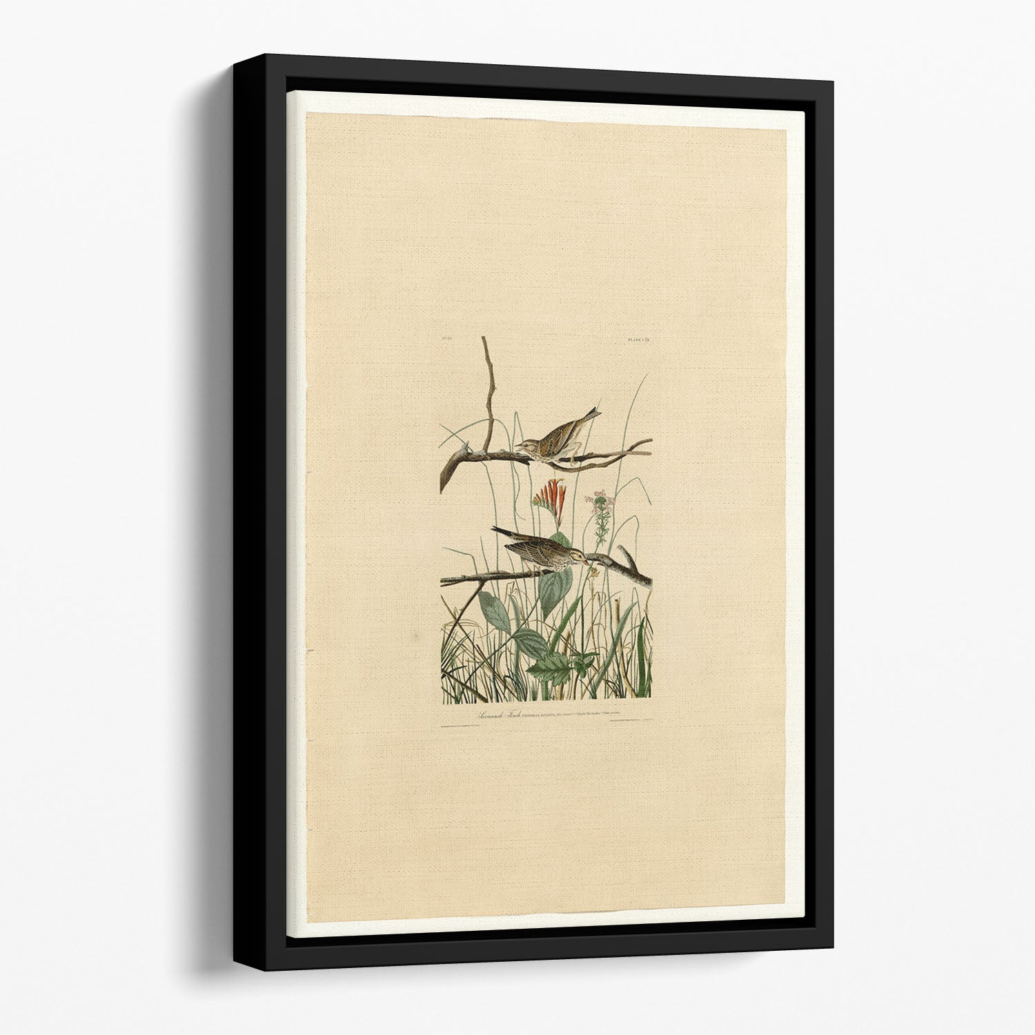Savannah Finch by Audubon Floating Framed Canvas