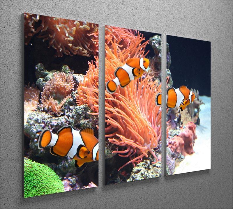 Sea anemone 3 Split Panel Canvas Print - Canvas Art Rocks - 2