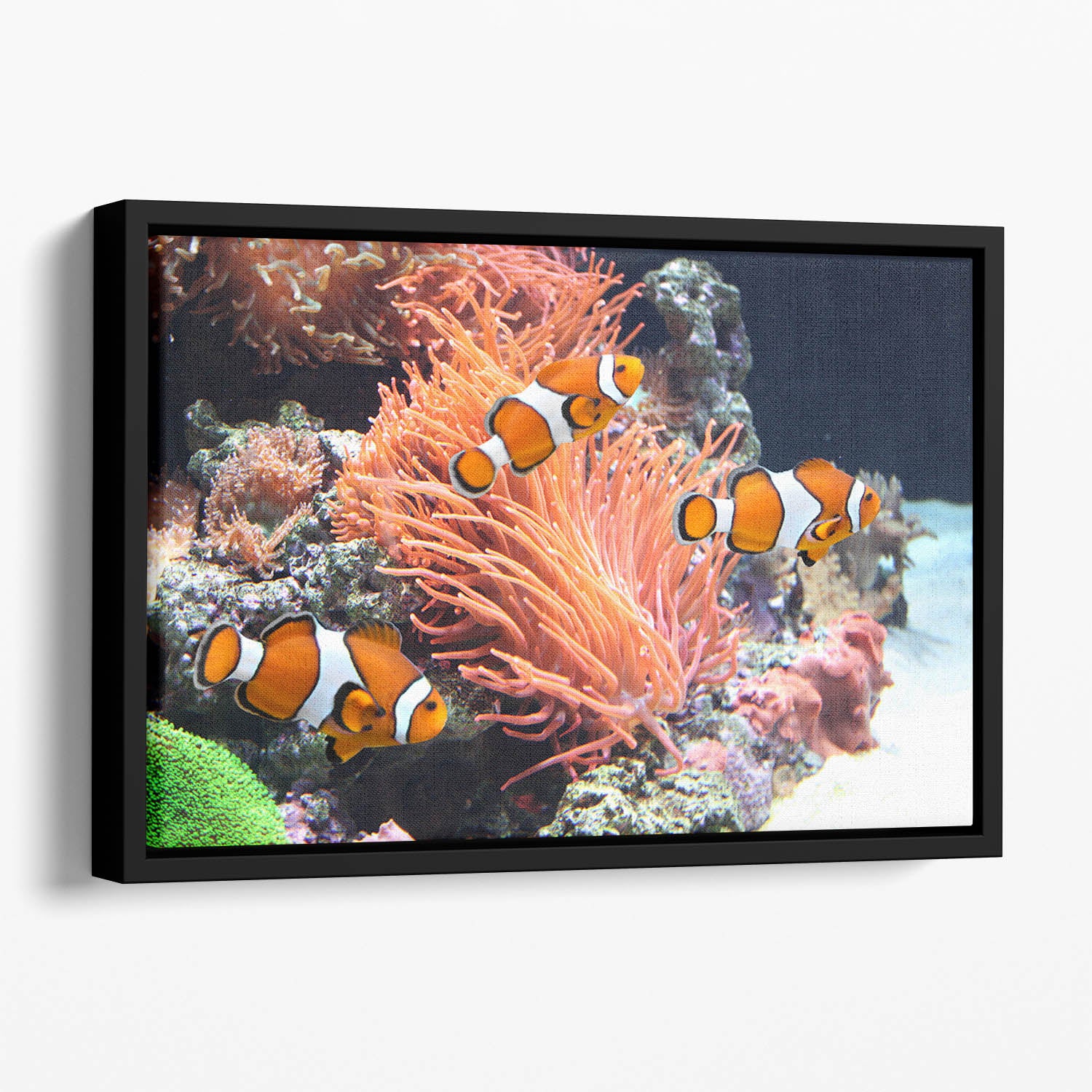 Sea anemone Floating Framed Canvas