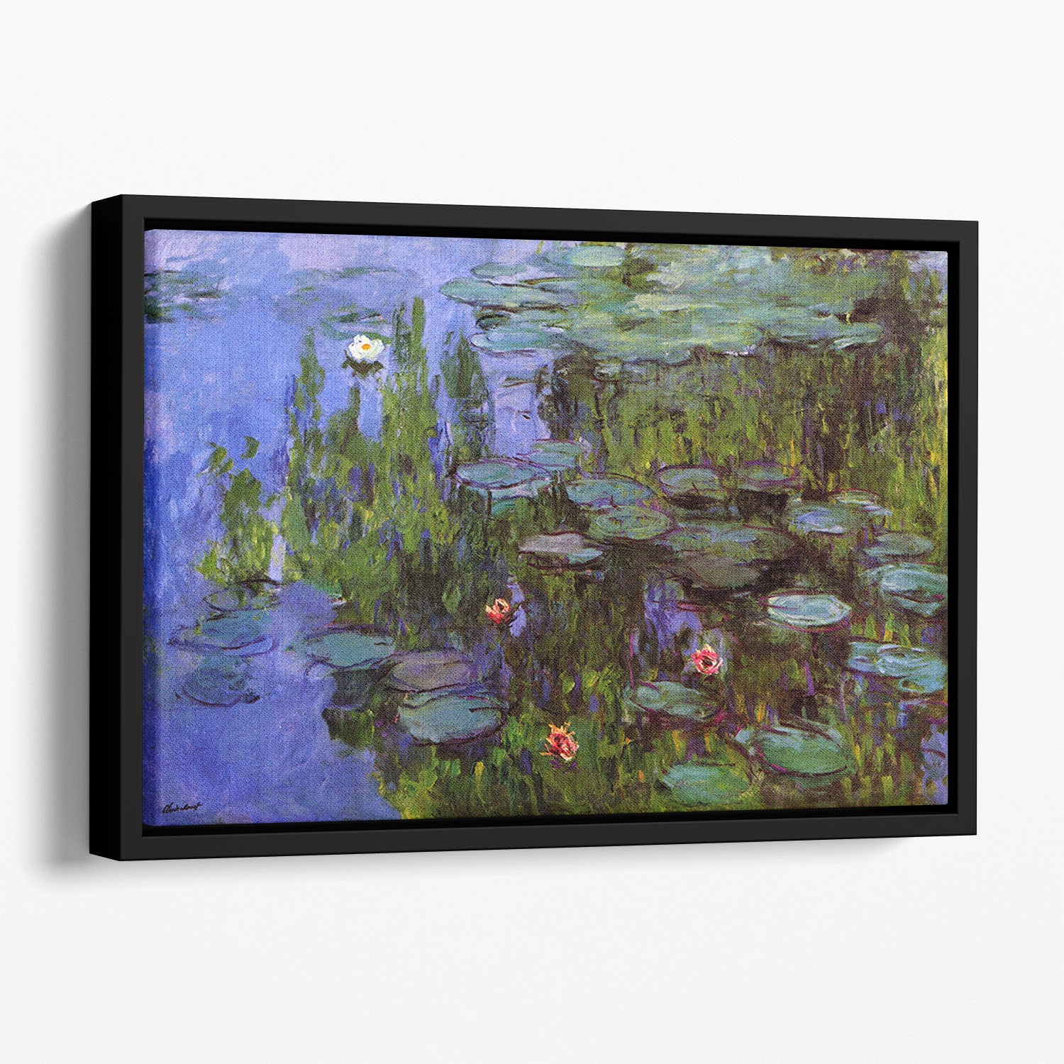 Sea roses by Monet Floating Framed Canvas