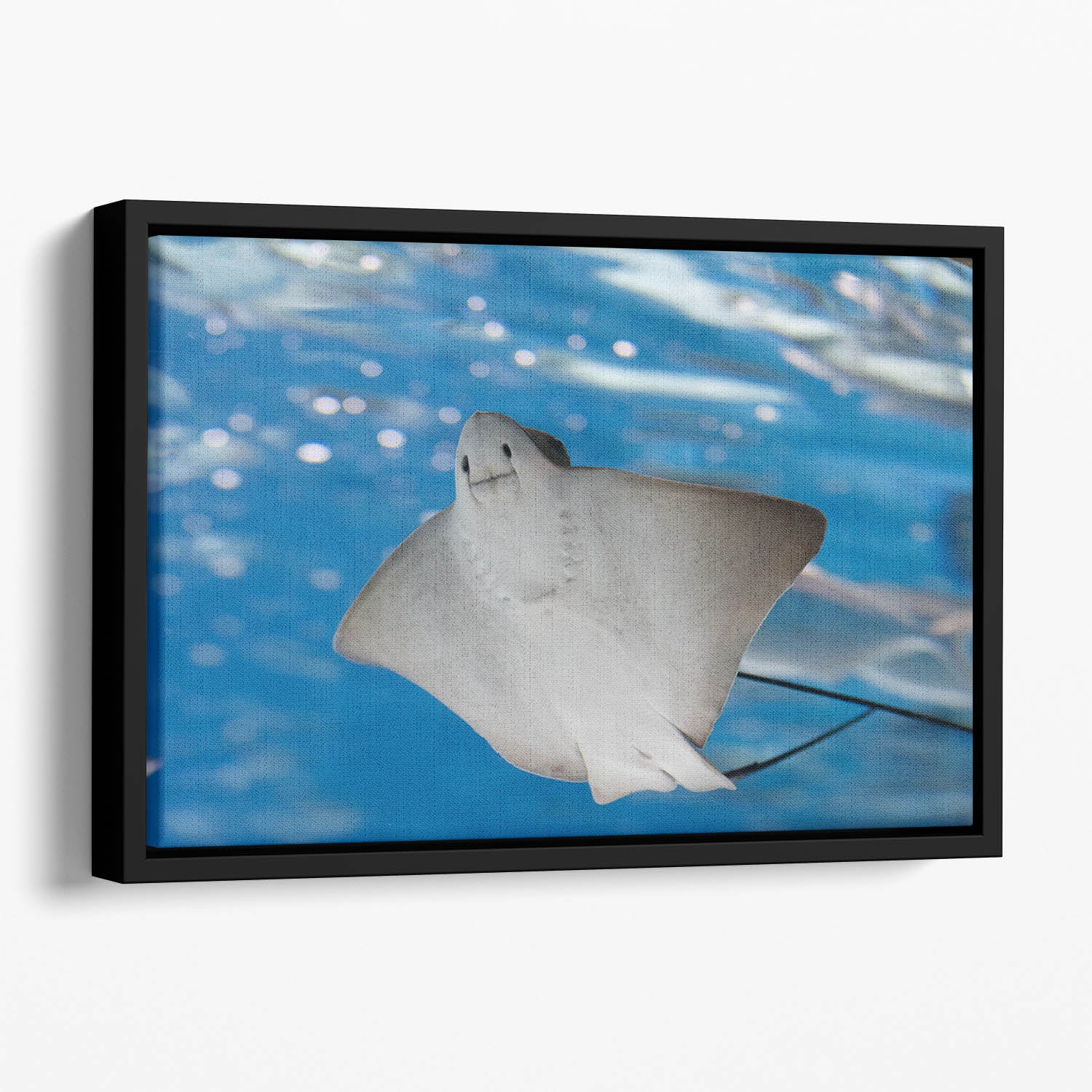 Sea stingray and marine life Floating Framed Canvas