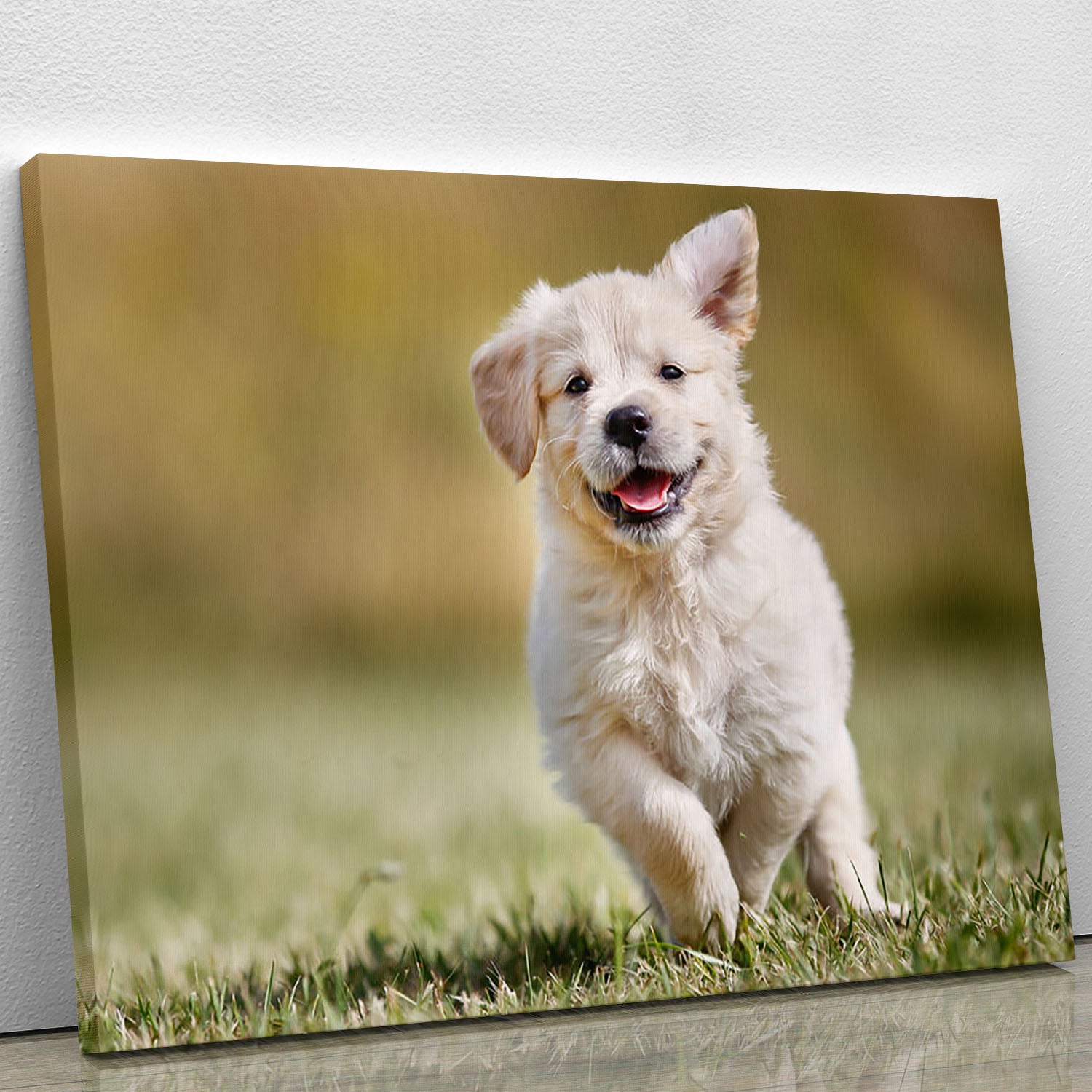 Seven week old golden retriever puppy outdoors Canvas Print or Poster - Canvas Art Rocks - 1