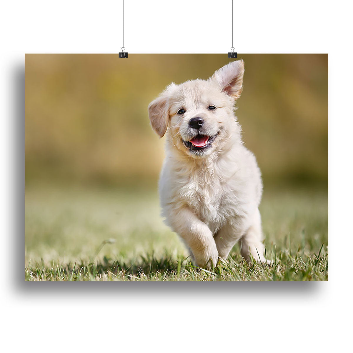 Seven week old golden retriever puppy outdoors Canvas Print or Poster - Canvas Art Rocks - 2