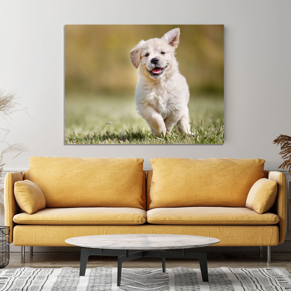 Seven week old golden retriever puppy outdoors Canvas Print or Poster - Canvas Art Rocks - 4