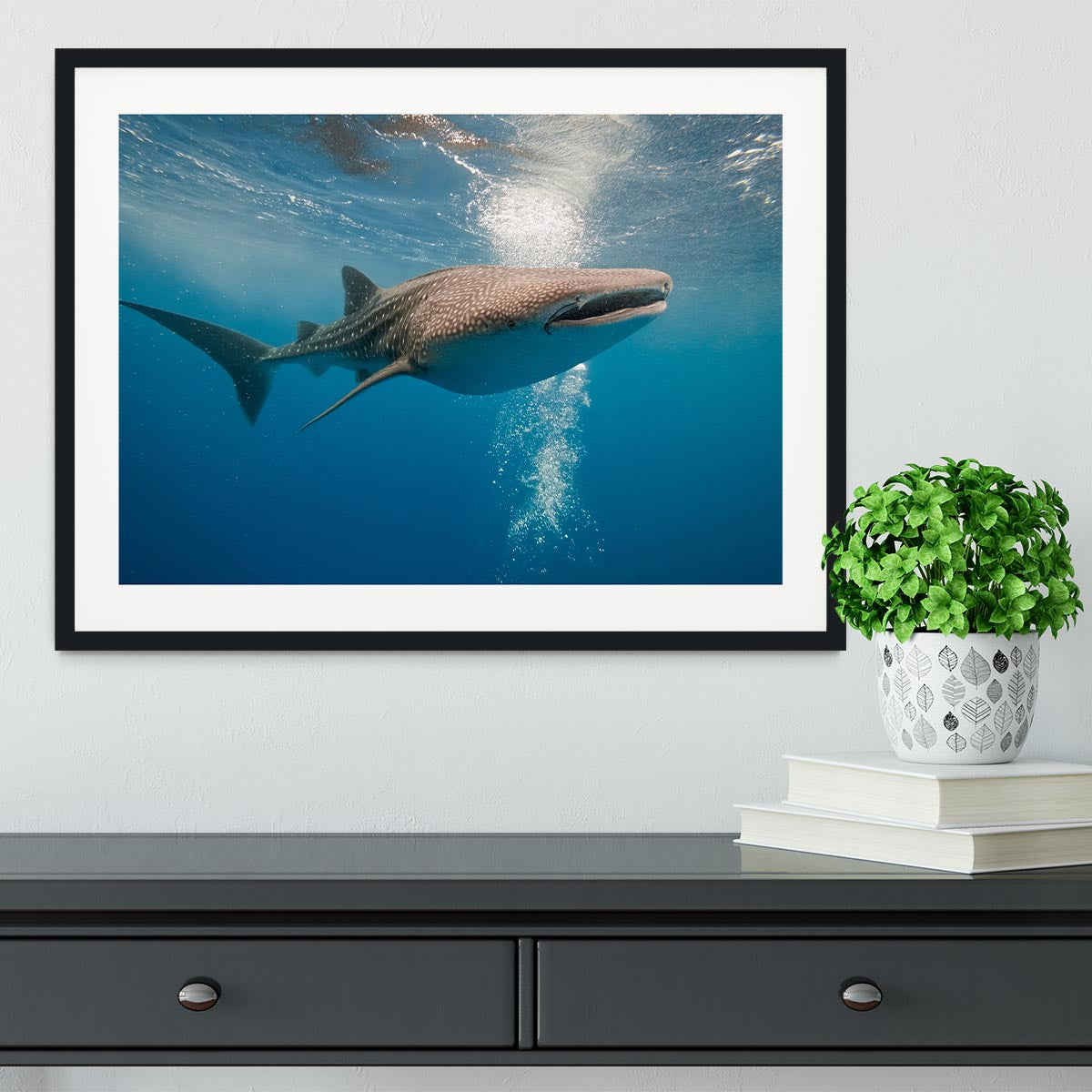Shark Framed Print - Canvas Art Rocks - 1