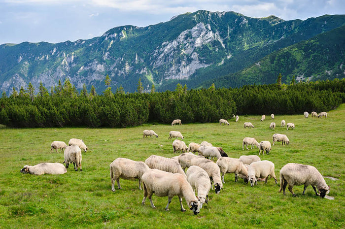 Sheep herds at alpine pastures Wall Mural Wallpaper