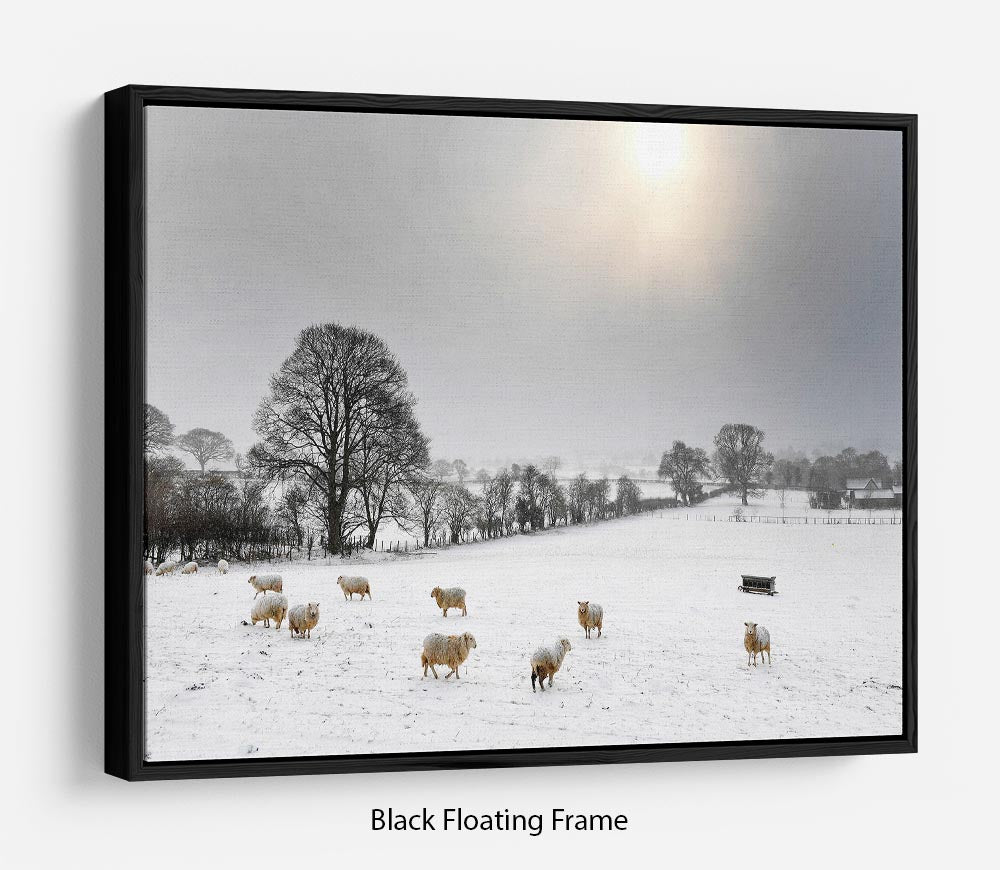 Sheep in the snow Floating Frame Canvas - Canvas Art Rocks - 1