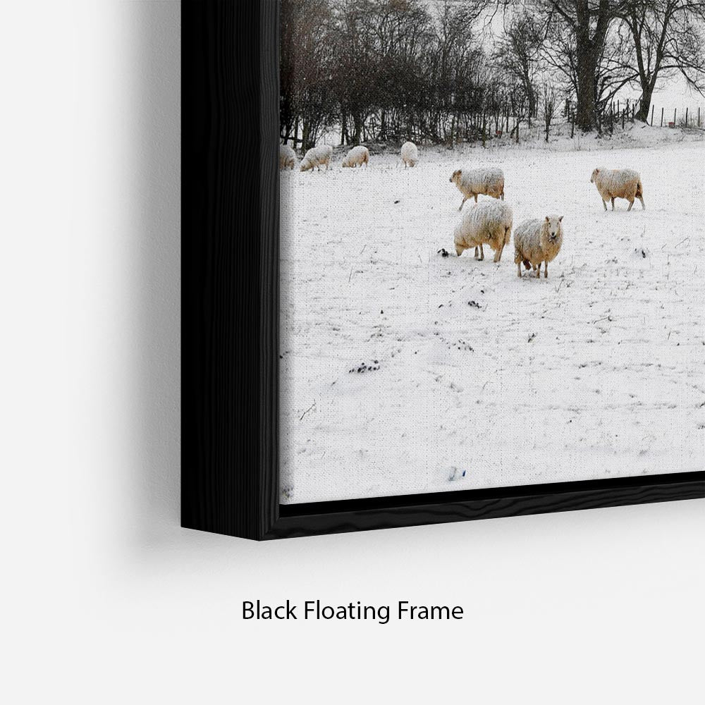 Sheep in the snow Floating Frame Canvas - Canvas Art Rocks - 2