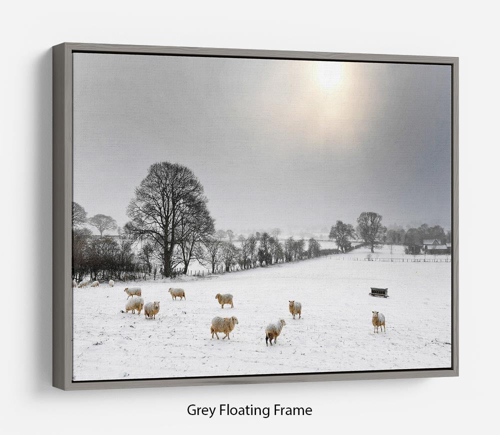 Sheep in the snow Floating Frame Canvas - Canvas Art Rocks - 3