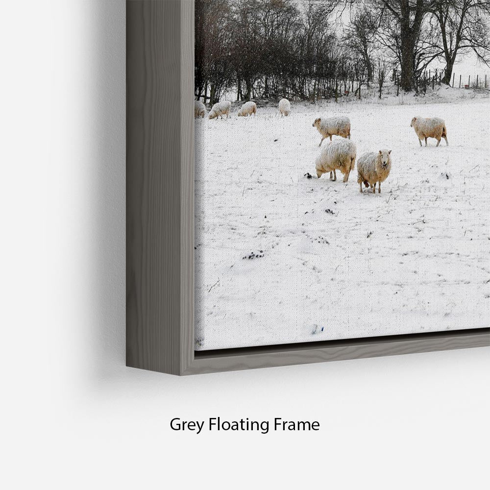 Sheep in the snow Floating Frame Canvas - Canvas Art Rocks - 4