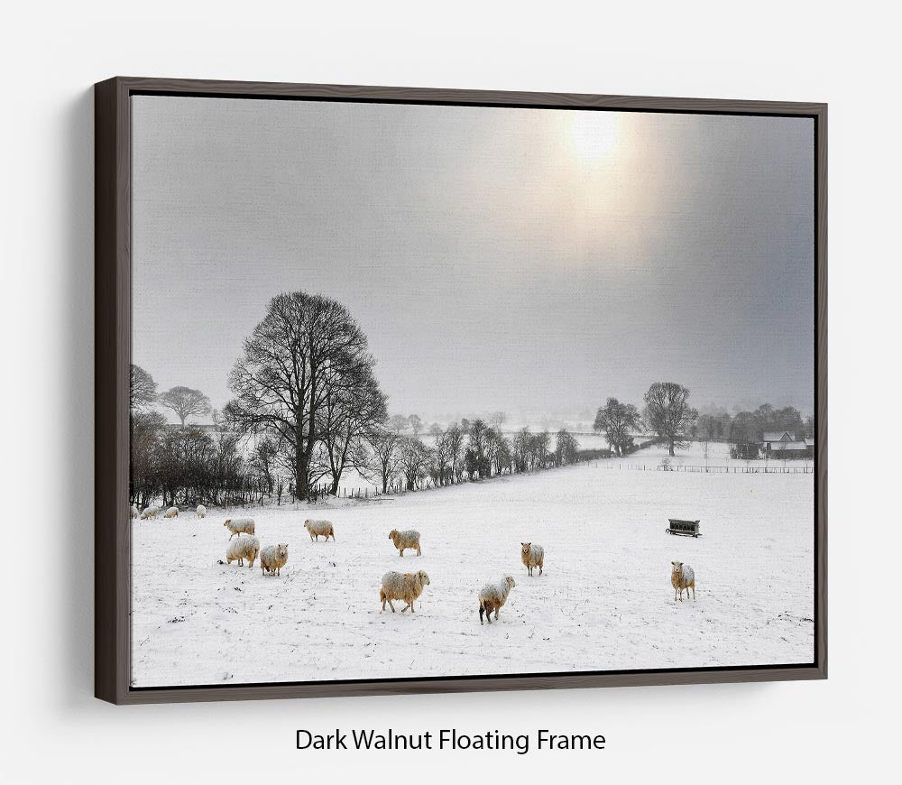 Sheep in the snow Floating Frame Canvas - Canvas Art Rocks - 5