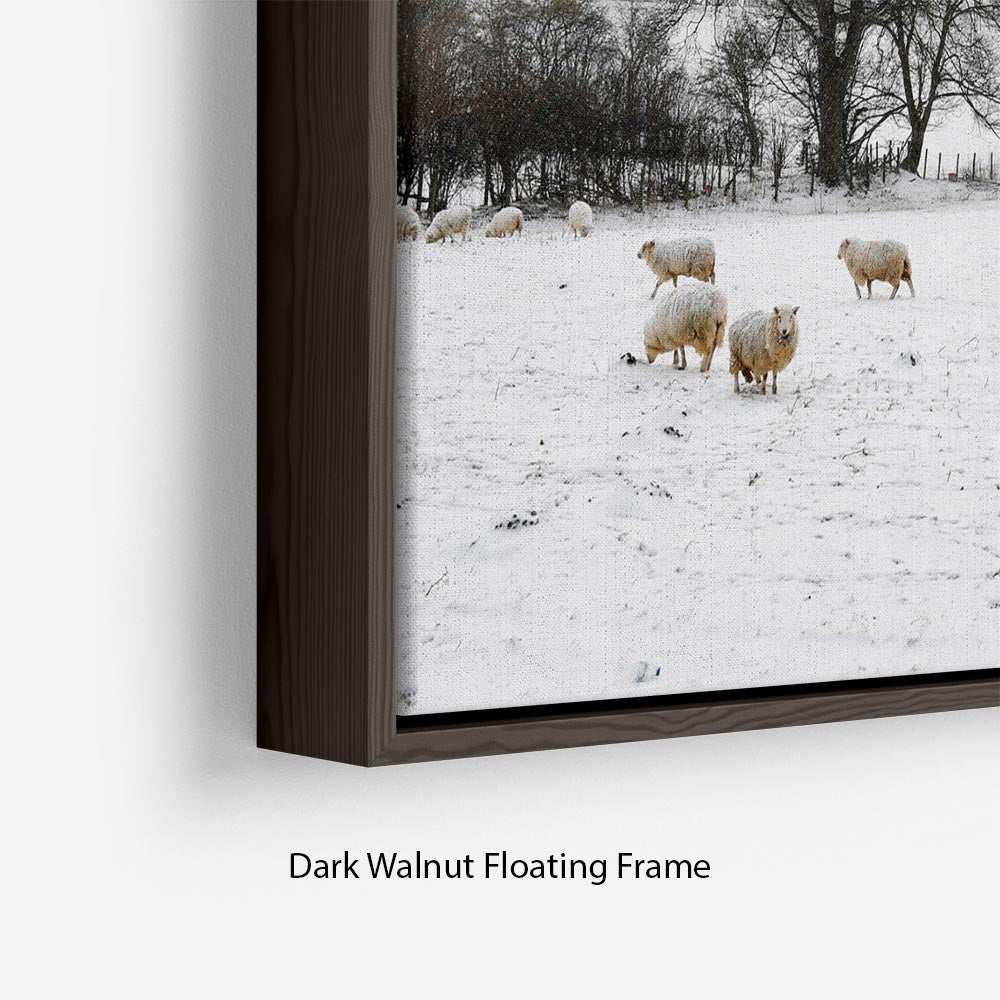 Sheep in the snow Floating Frame Canvas - Canvas Art Rocks - 6