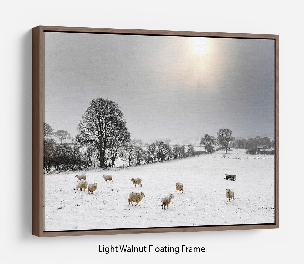 Sheep in the snow Floating Frame Canvas - Canvas Art Rocks 7