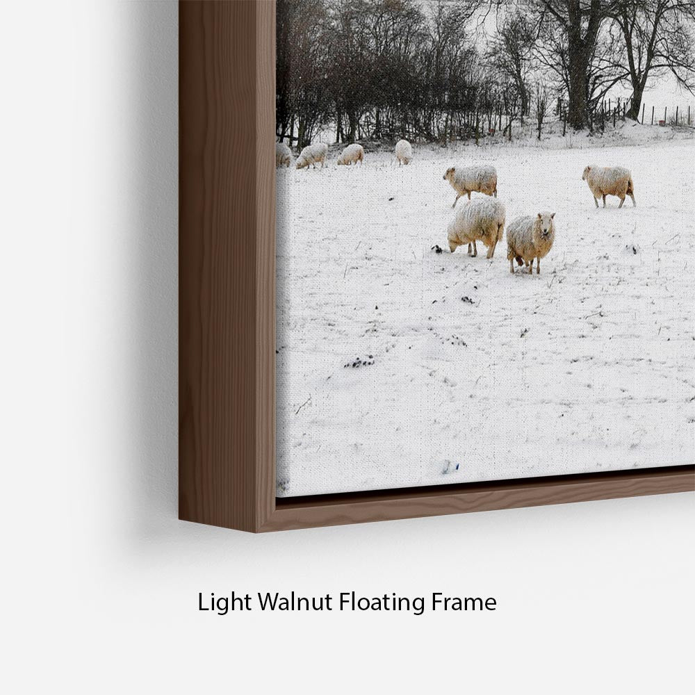 Sheep in the snow Floating Frame Canvas - Canvas Art Rocks - 8