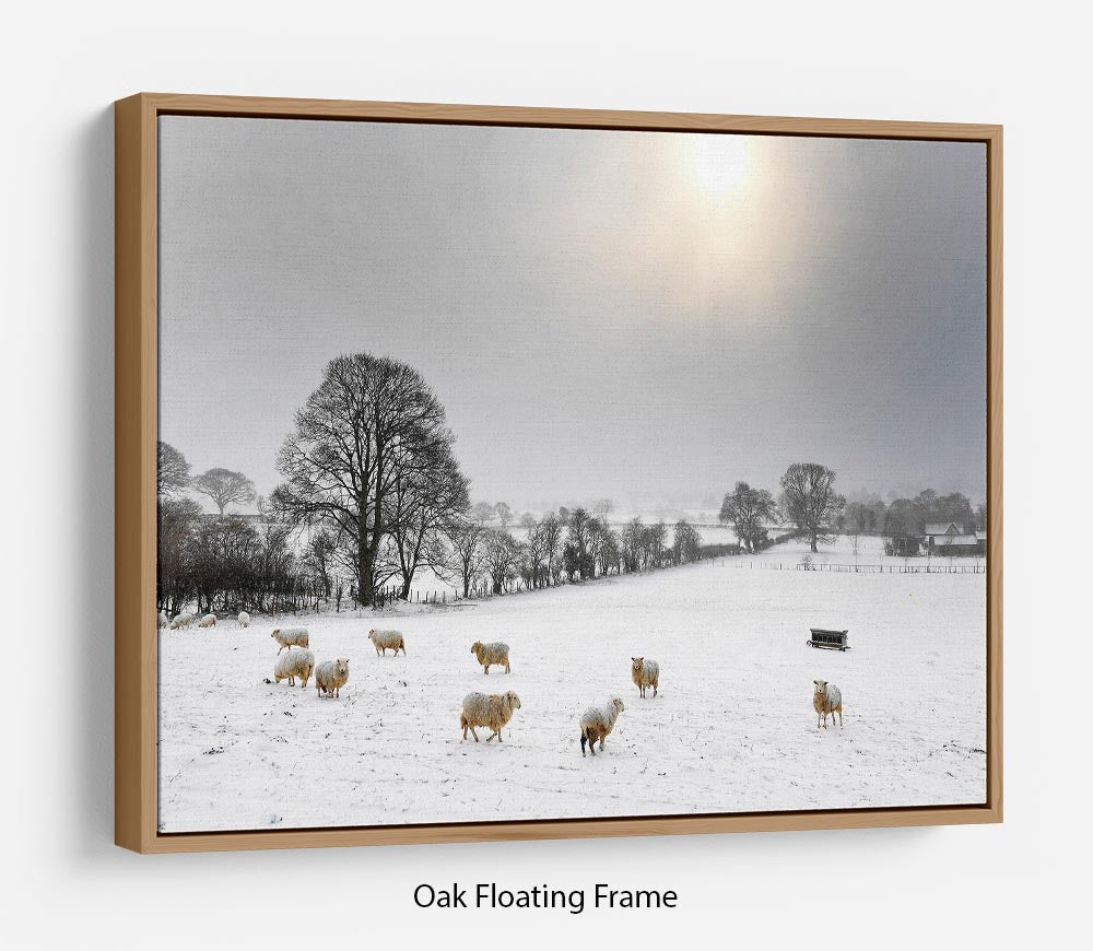 Sheep in the snow Floating Frame Canvas - Canvas Art Rocks - 9