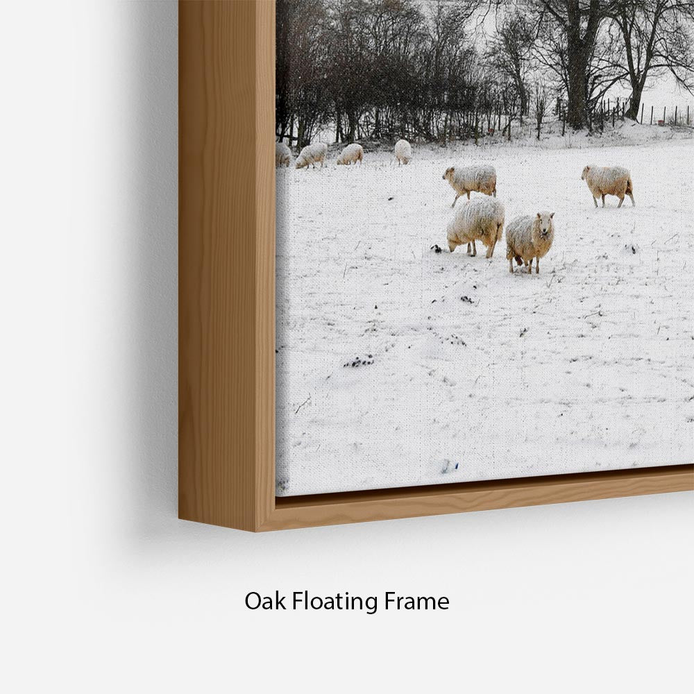 Sheep in the snow Floating Frame Canvas - Canvas Art Rocks - 10