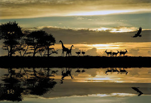 Silhouette of animals in Africa Wall Mural Wallpaper - Canvas Art Rocks - 1