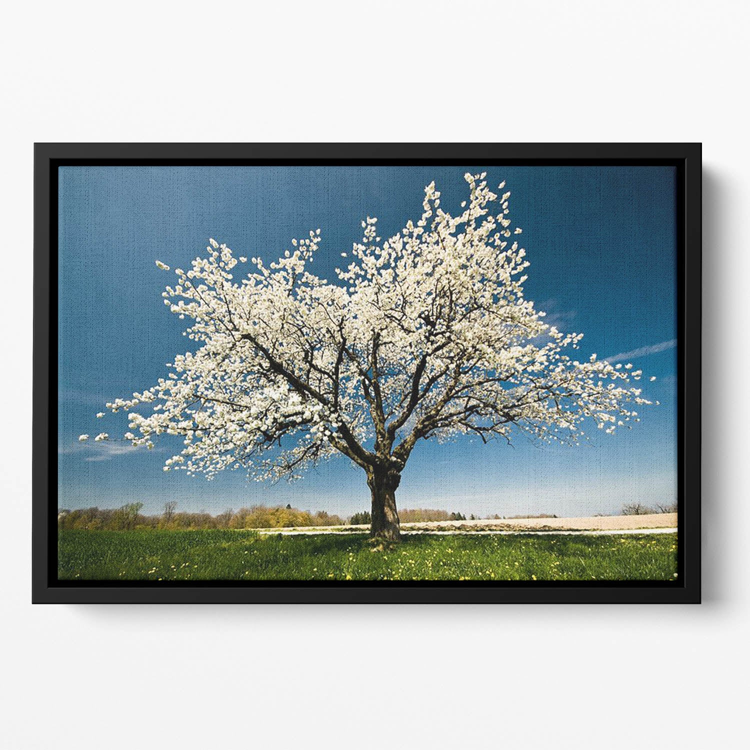 Single blossoming tree in spring Floating Framed Canvas