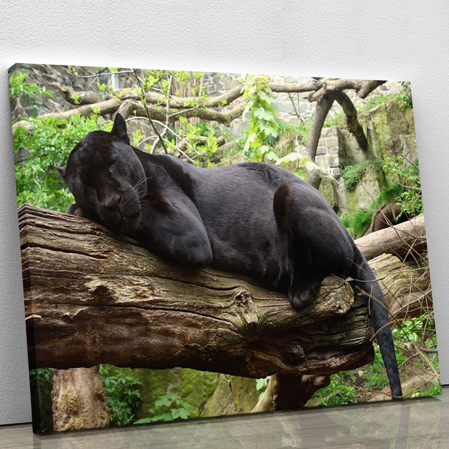 Sleeping black jaguar Canvas Print or Poster - Canvas Art Rocks - 1