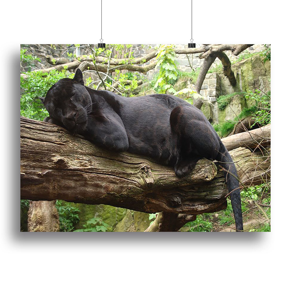 Sleeping black jaguar Canvas Print or Poster - Canvas Art Rocks - 2