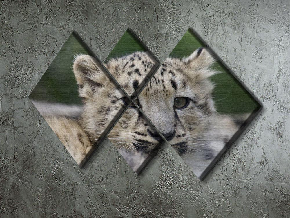 Snow Leopard cubs in the wild 4 Square Multi Panel Canvas - Canvas Art Rocks - 2