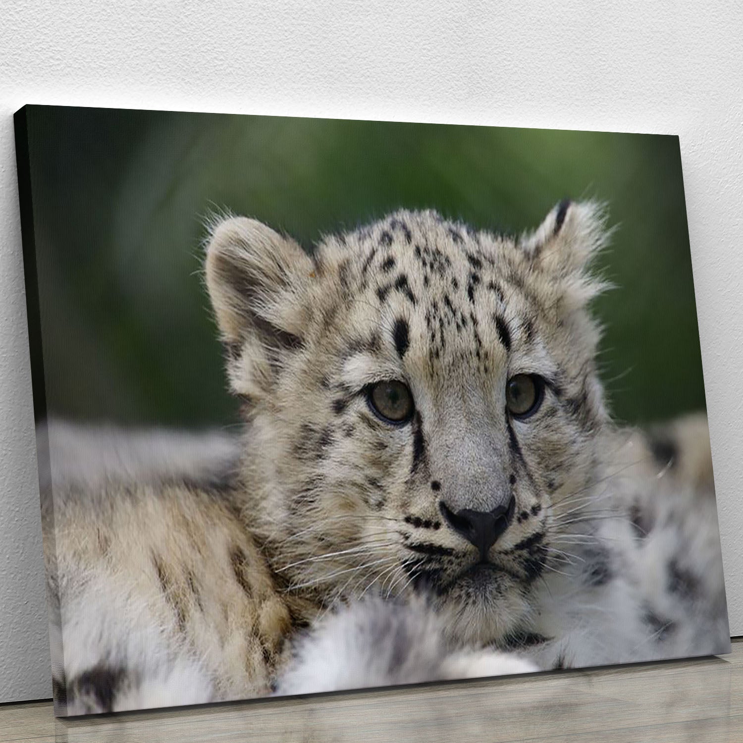 Snow Leopard cubs in the wild Canvas Print or Poster - Canvas Art Rocks - 1