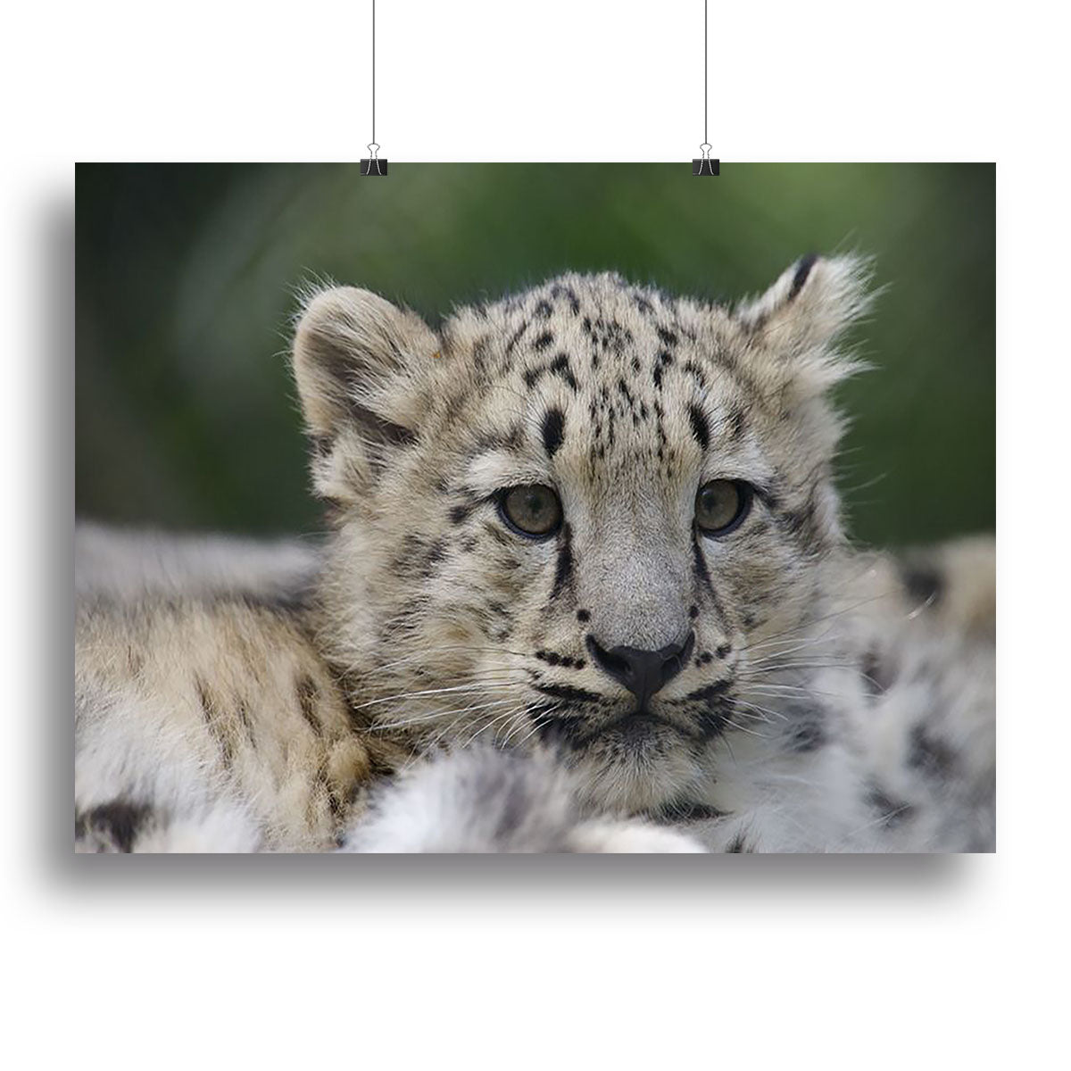 Snow Leopard cubs in the wild Canvas Print or Poster - Canvas Art Rocks - 2