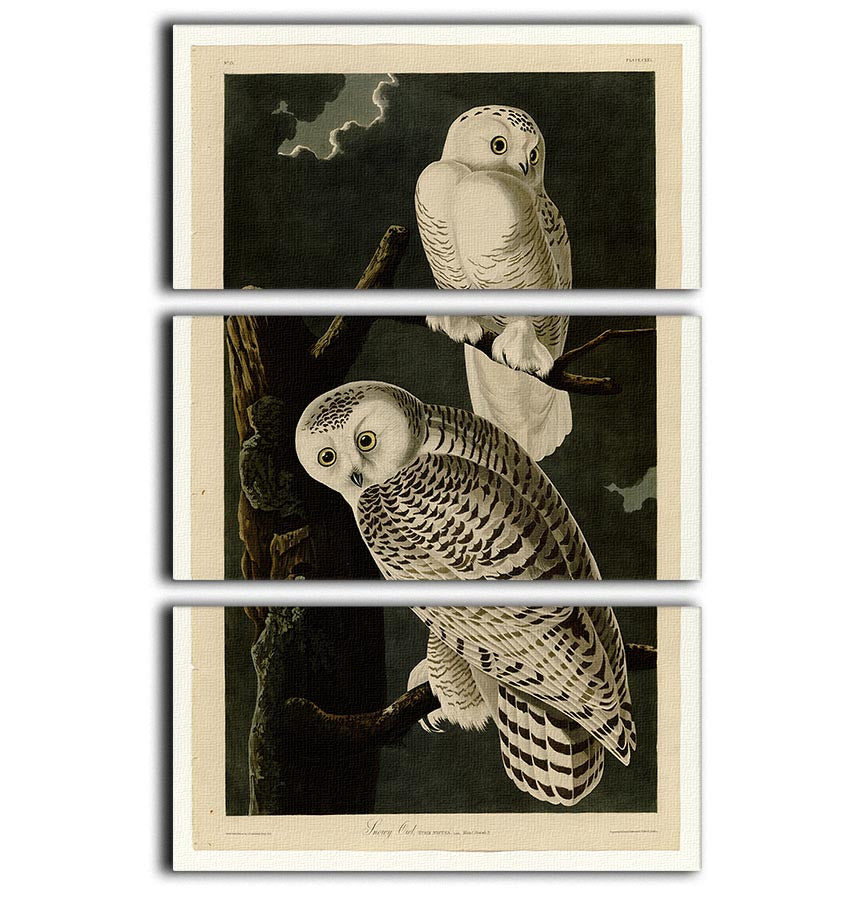 Snowy Owl by Audubon 3 Split Panel Canvas Print - Canvas Art Rocks - 1
