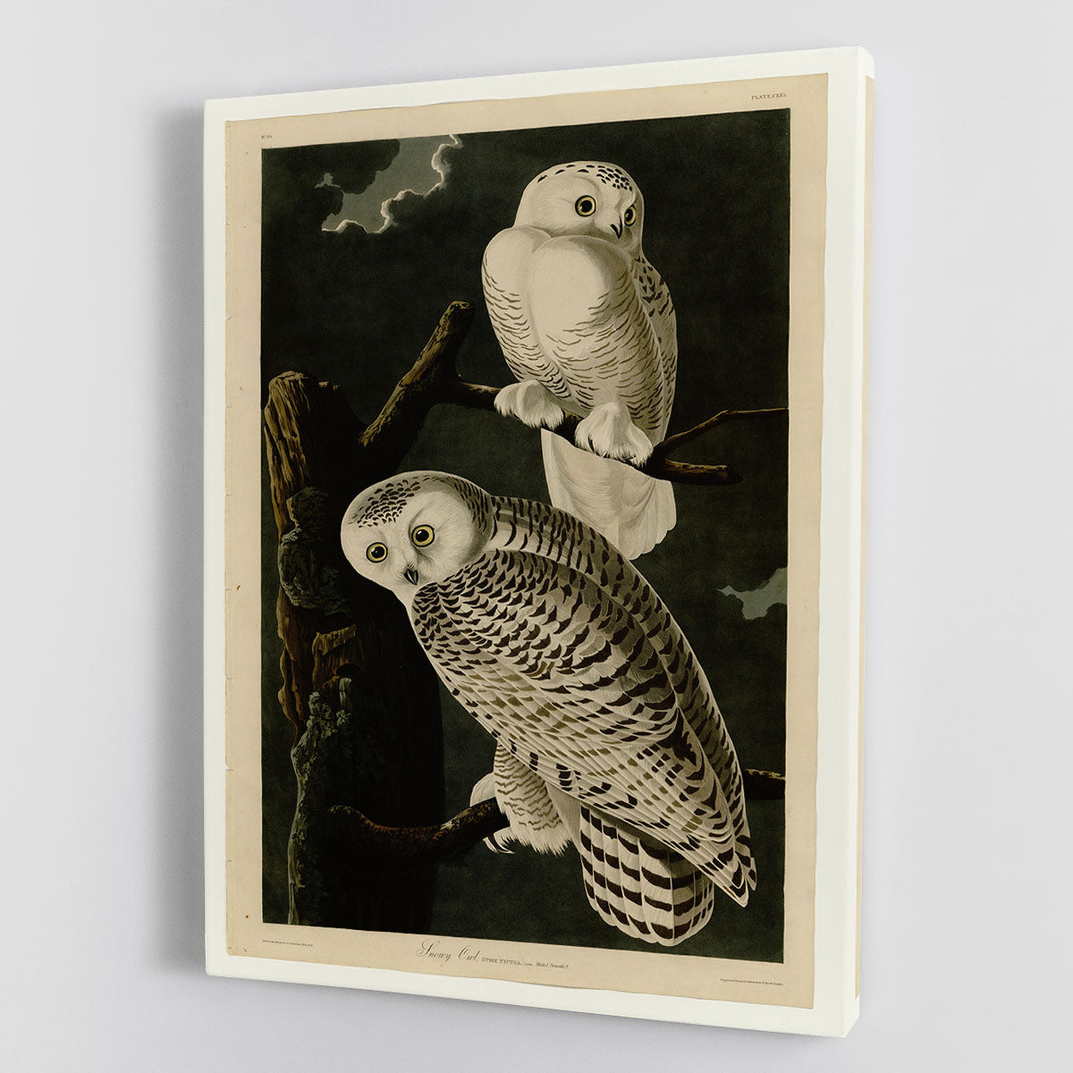 Snowy Owl by Audubon Canvas Print or Poster - Canvas Art Rocks - 1