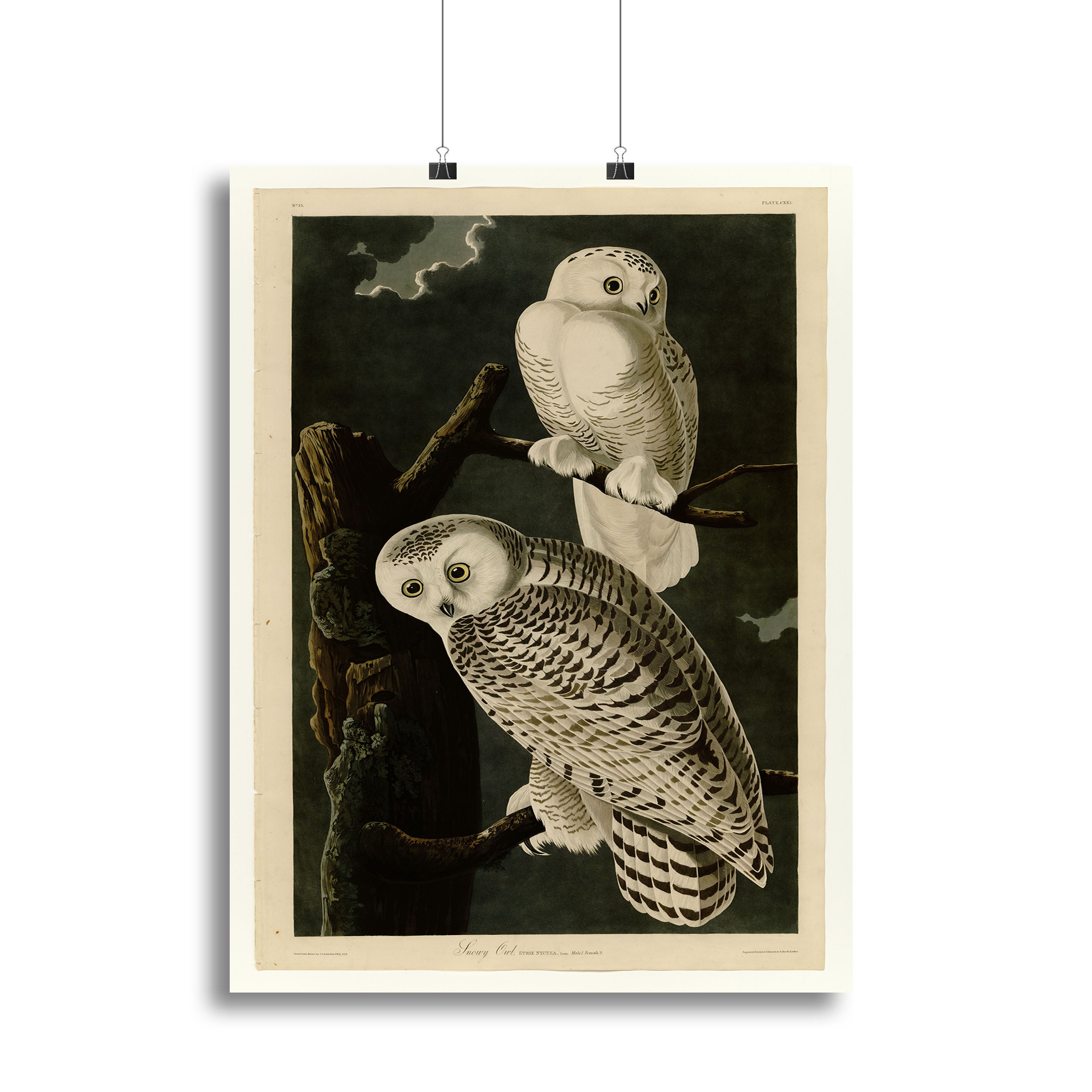 Snowy Owl by Audubon Canvas Print or Poster - Canvas Art Rocks - 2