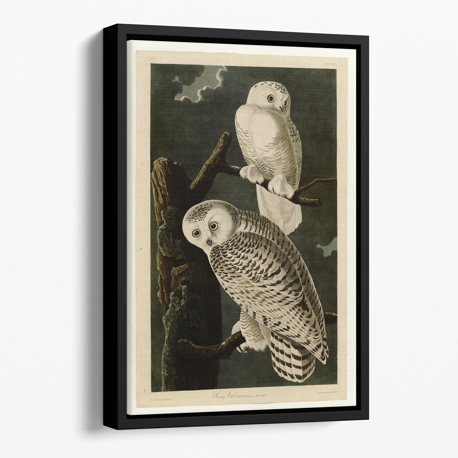 Snowy Owl by Audubon Floating Framed Canvas