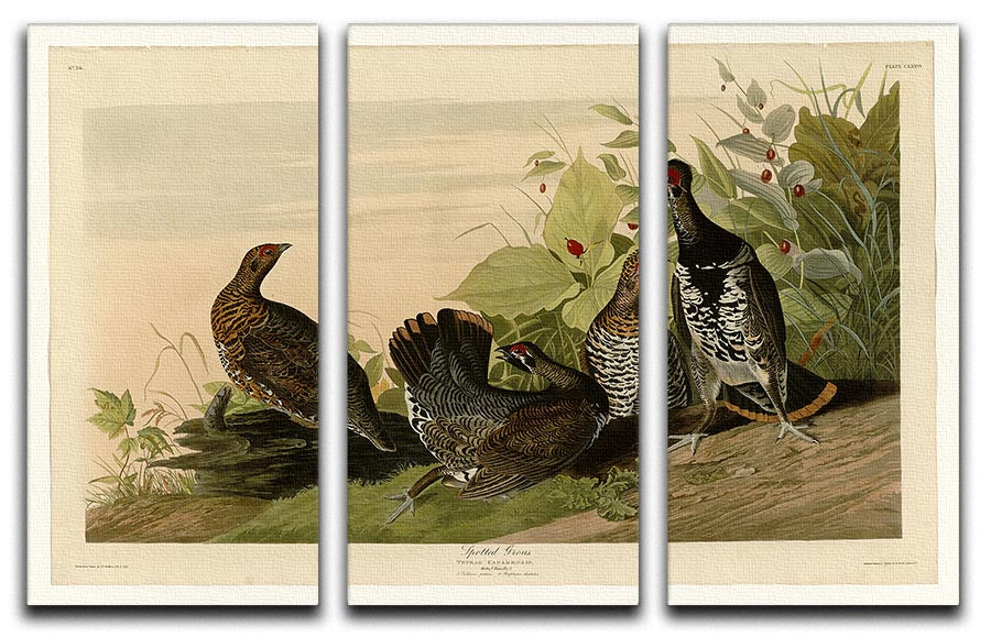 Spotted Grouse by Audubon 3 Split Panel Canvas Print - Canvas Art Rocks - 1