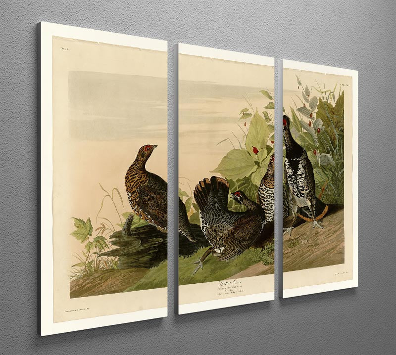 Spotted Grouse by Audubon 3 Split Panel Canvas Print - Canvas Art Rocks - 2