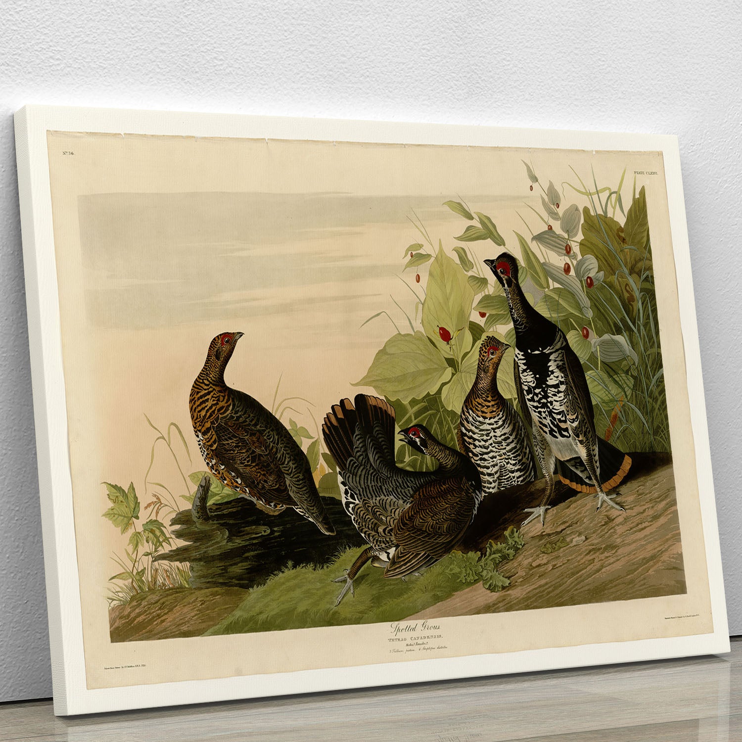 Spotted Grouse by Audubon Canvas Print or Poster - Canvas Art Rocks - 1