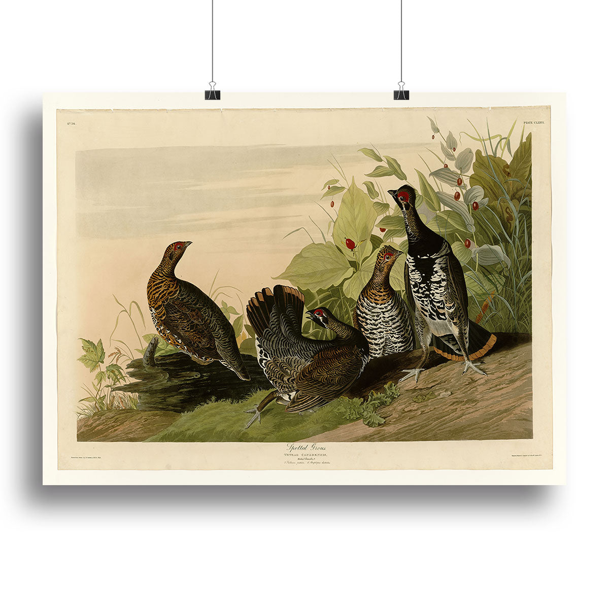 Spotted Grouse by Audubon Canvas Print or Poster - Canvas Art Rocks - 2