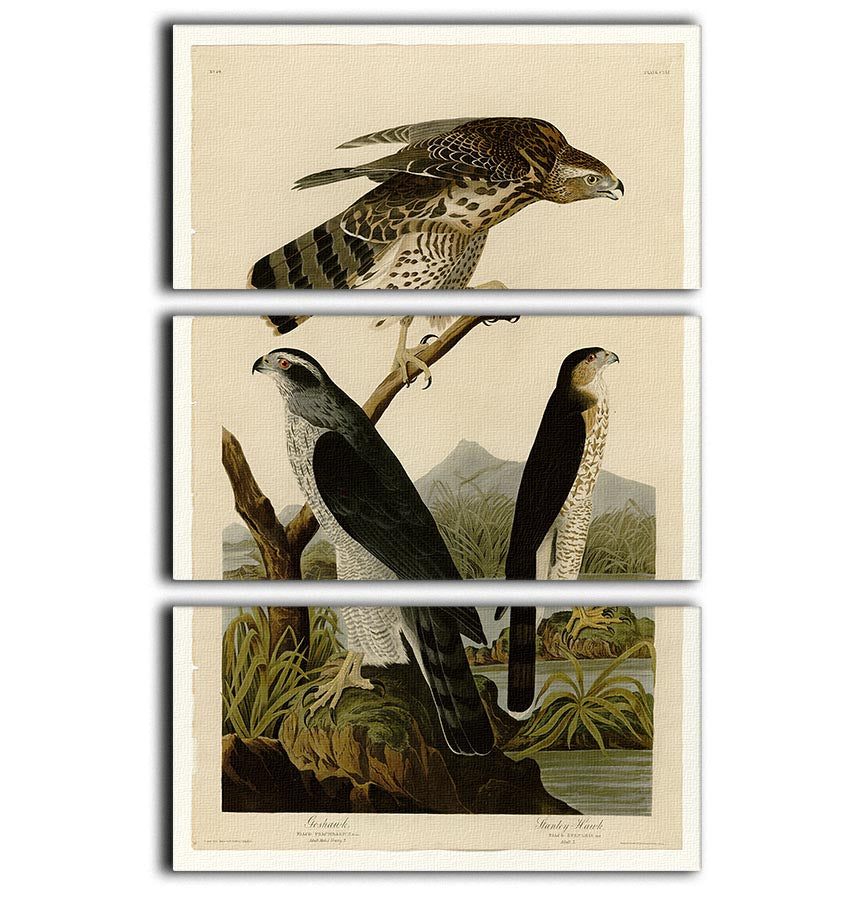 Stanley Hawk by Audubon 3 Split Panel Canvas Print - Canvas Art Rocks - 1
