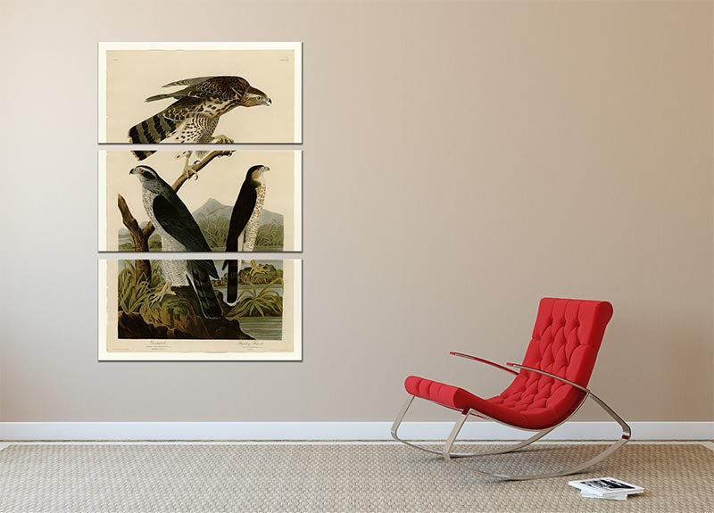 Stanley Hawk by Audubon 3 Split Panel Canvas Print - Canvas Art Rocks - 2