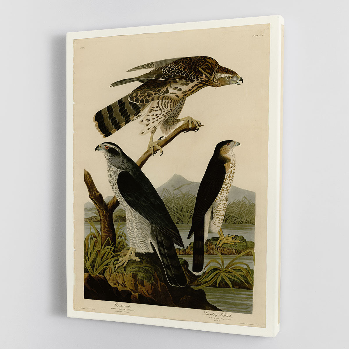 Stanley Hawk by Audubon Canvas Print or Poster - Canvas Art Rocks - 1