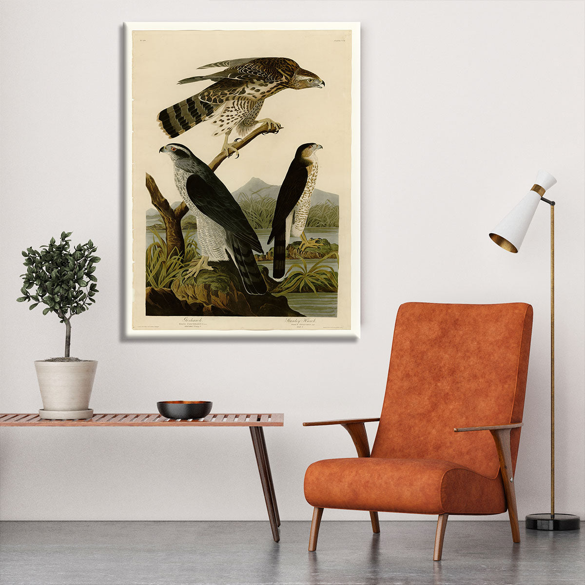 Stanley Hawk by Audubon Canvas Print or Poster - Canvas Art Rocks - 6