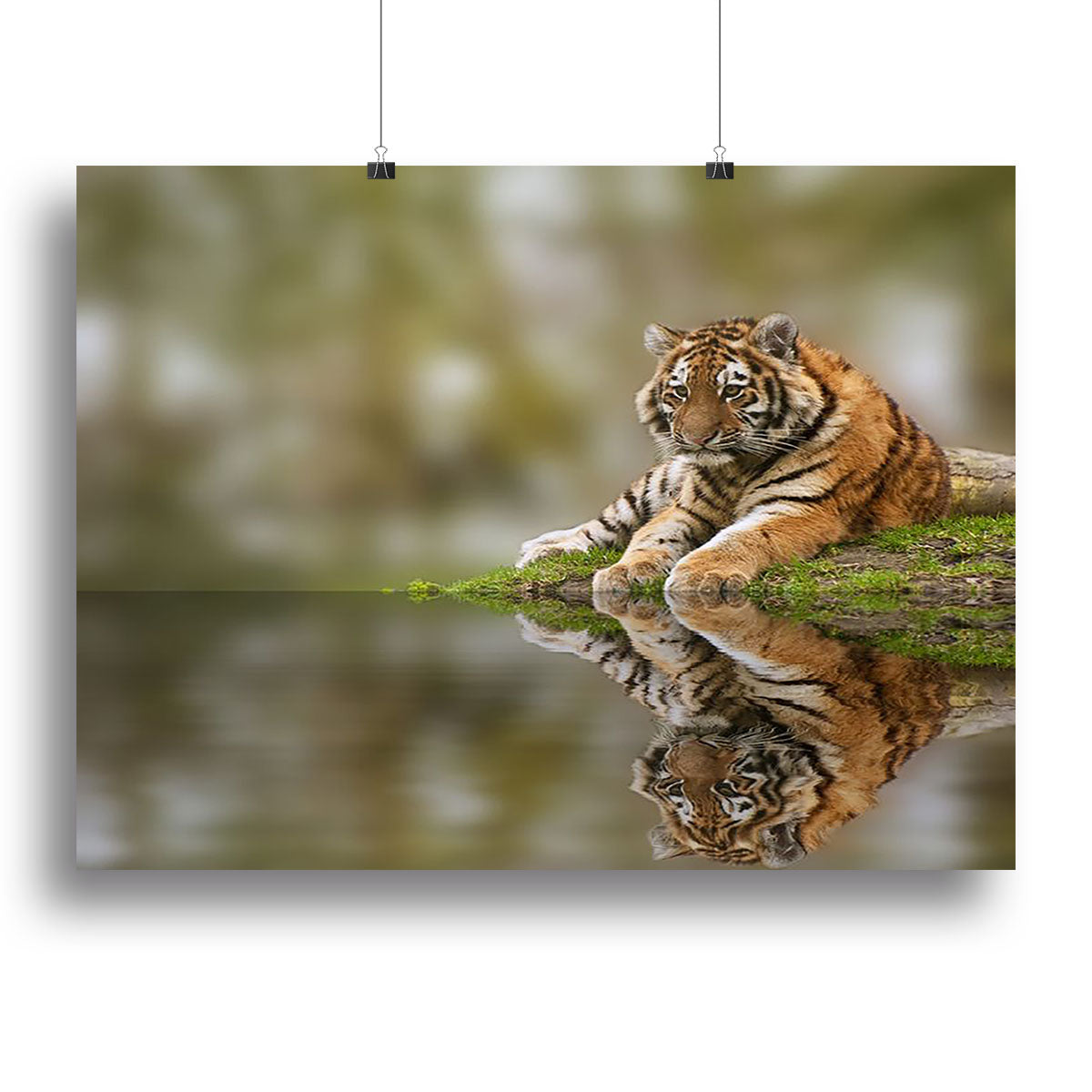 Sttunning tiger cub relaxing on a warm day Canvas Print or Poster - Canvas Art Rocks - 2